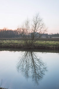 Reflection of tree in lake against clear sky