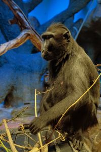 Close-up of monkey sitting outdoors