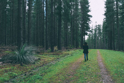 Rear view of people on footpath amidst trees in forest