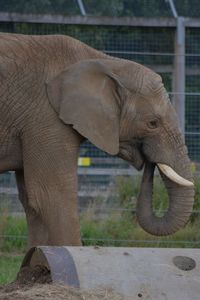 Side view of elephant in zoo