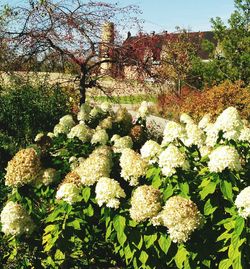 White flowers growing on tree