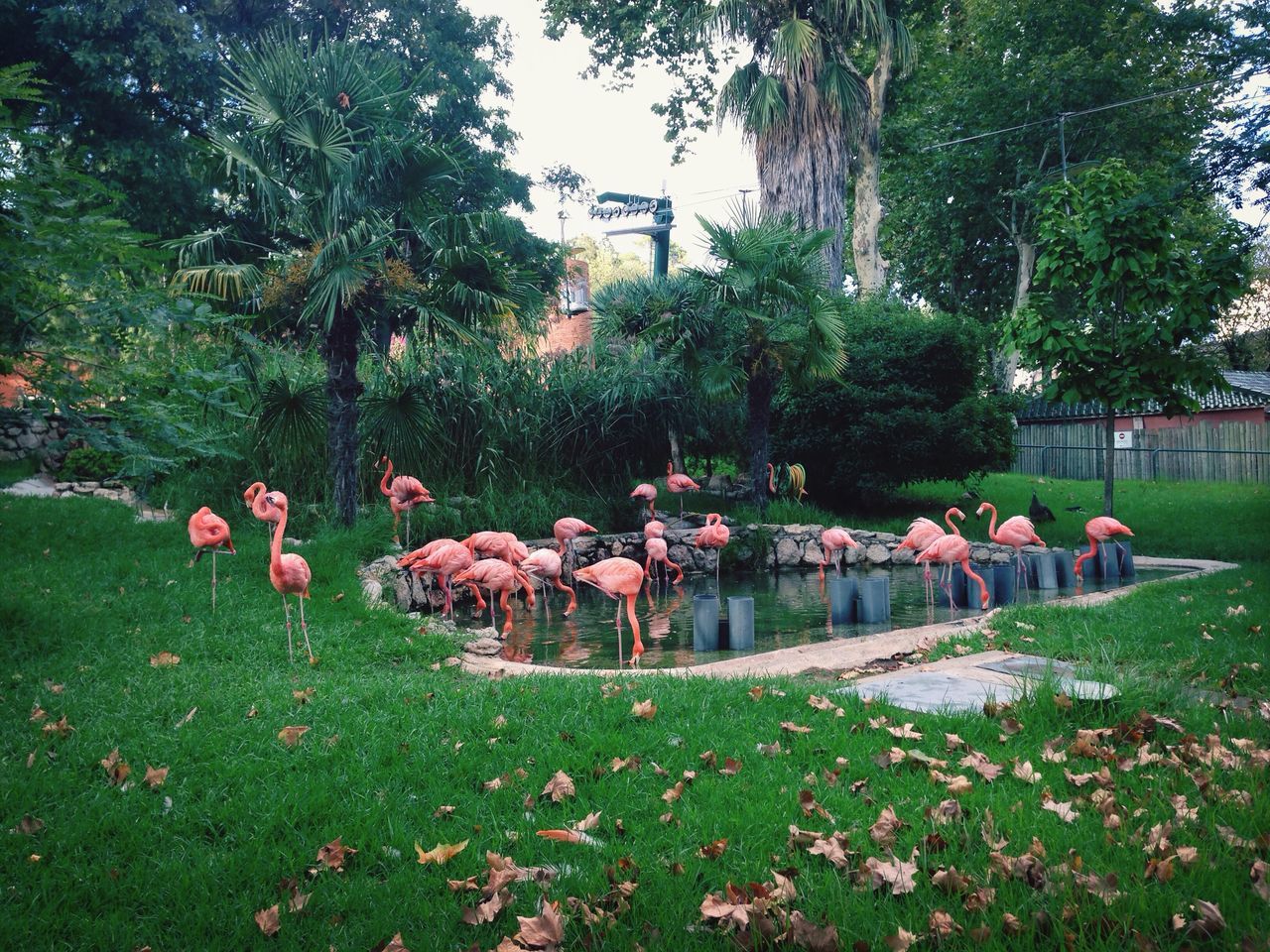 Comboio (Jardim Zoológico de Lisboa)