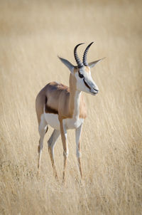 Deer on field