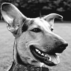 Close-up portrait of dog