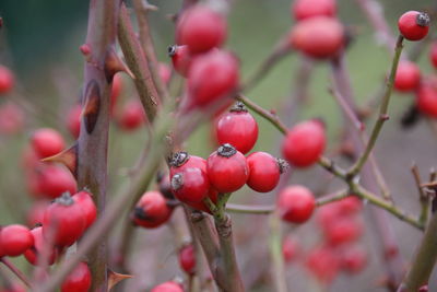 Close-up of red berries growing on tree
