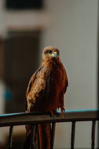 Close-up of bird perching on railing