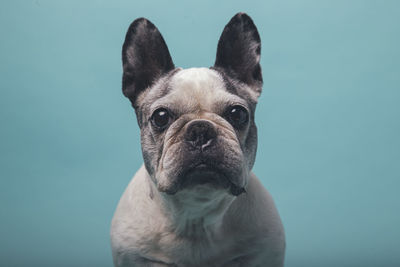 Portrait of a dog against blue background