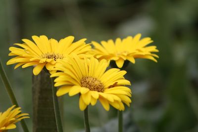 Close-up of yellow flowering plant