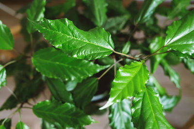Close-up of green leaves