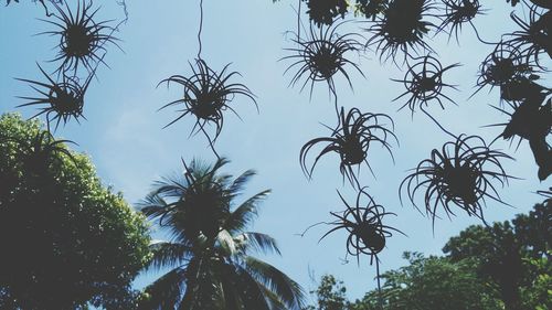 Low angle view of silhouette trees against sky