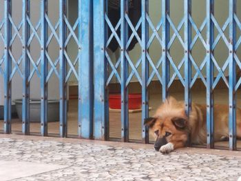 Dog relaxing on chainlink fence