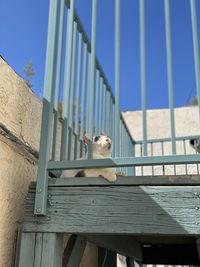 Low angle view of dog sitting on railing against sky
