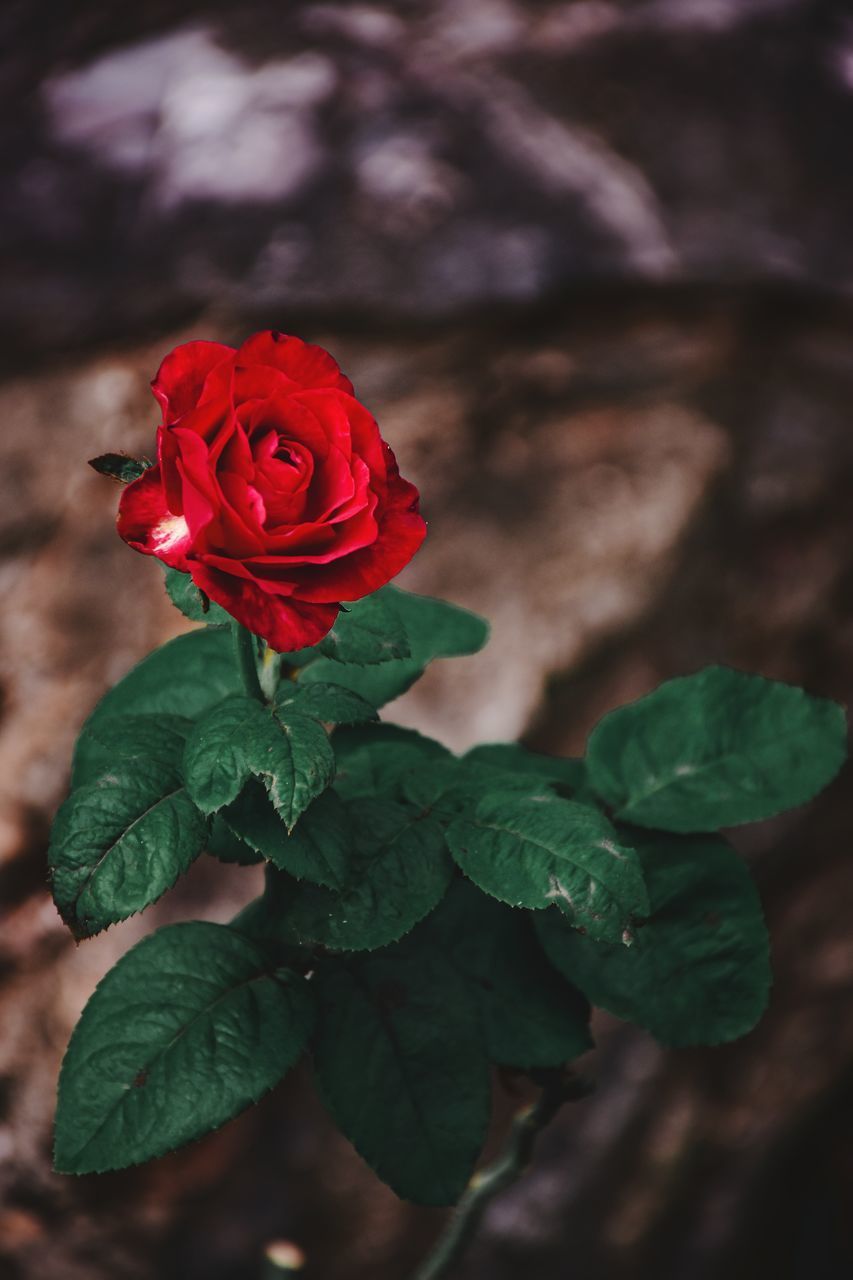 CLOSE-UP OF RED ROSE PLANT