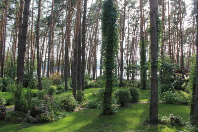 Trees in forest