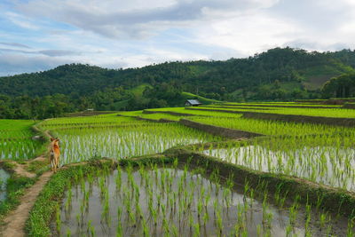 Scenic view of agricultural field against sky