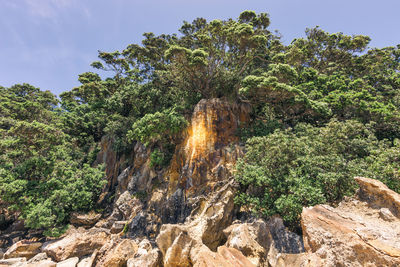 Trees growing on rock in forest against sky