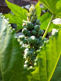 Close-up of berries growing on plant