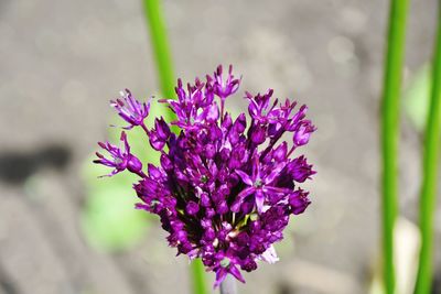 Close-up of purple flowering plant