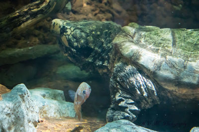 Close-up of turtle in aquarium