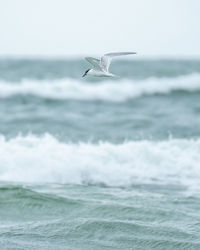 Hunting tern flying over sea