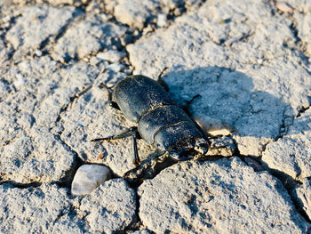 High angle view of insect on rock