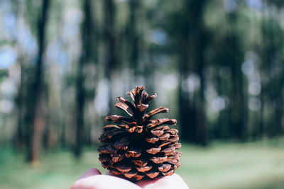 Close-up of hand holding pine cone