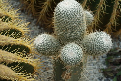 Close-up of succulent plant