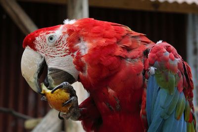 Close-up of parrot perching on branch