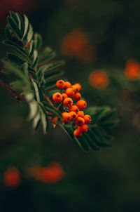 Close-up of orange fruits on tree