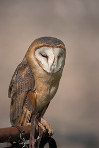 Close-up of barn owl