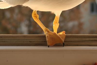 Close-up of bird perching on wood window