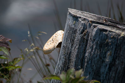 Close-up of mushroom growing on tree trunk