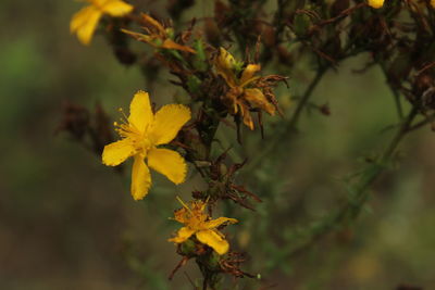 Close-up of yellow flowering plant