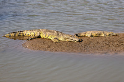 High angle view of crocodile in the lake