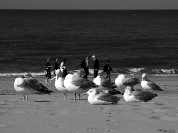 Birds on beach against sky