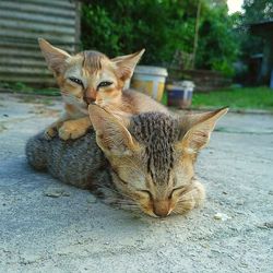 Close-up of a cat resting on footpath