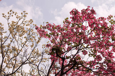 Low angle view of pink flowers