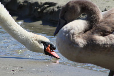 Close-up of swan in lake