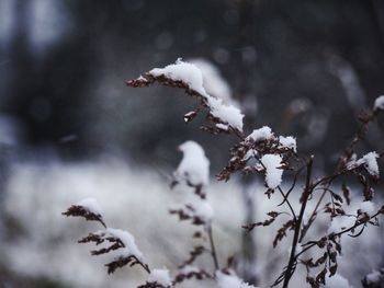 Close-up of snow on twig