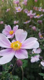 Close-up of pink flower