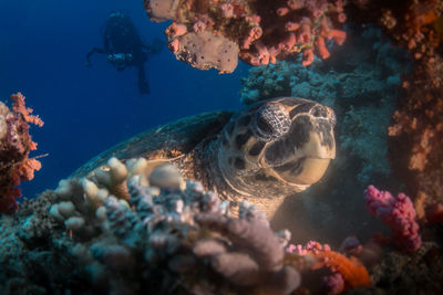 View of fish swimming in sea