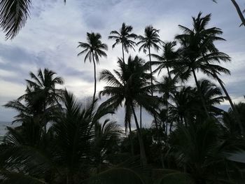 Low angle view of coconut palm trees against sky during sunset