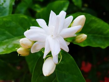 Close-up of white flowers blooming outdoors