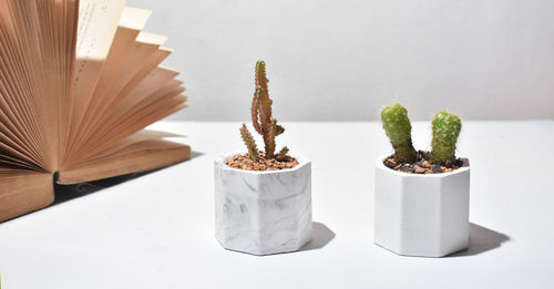 Close-up of potted plant on table