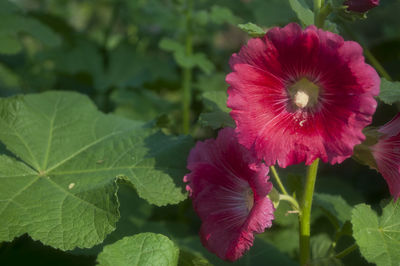 Close-up of pink flowers