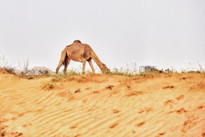 Horse on sand at field against clear sky