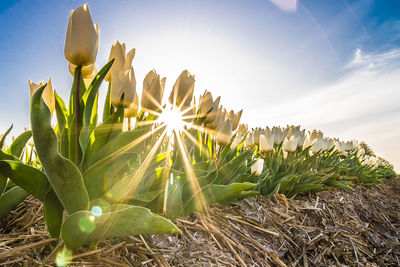 Close-up of succulent plant yellow tulips on field against sky