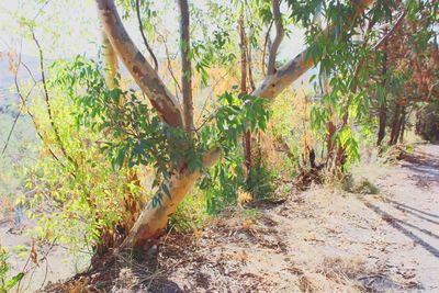 Scenic view of trees growing in forest