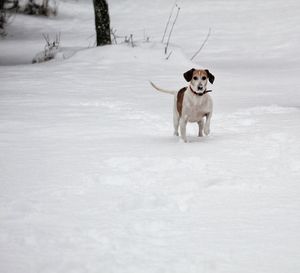 Dog standing on snow covered land