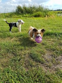 Dog on field against sky